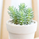2 inch Sedum rupestre 'Silver', green succulents, indoor succulents, succulent care guide, buy succulents online