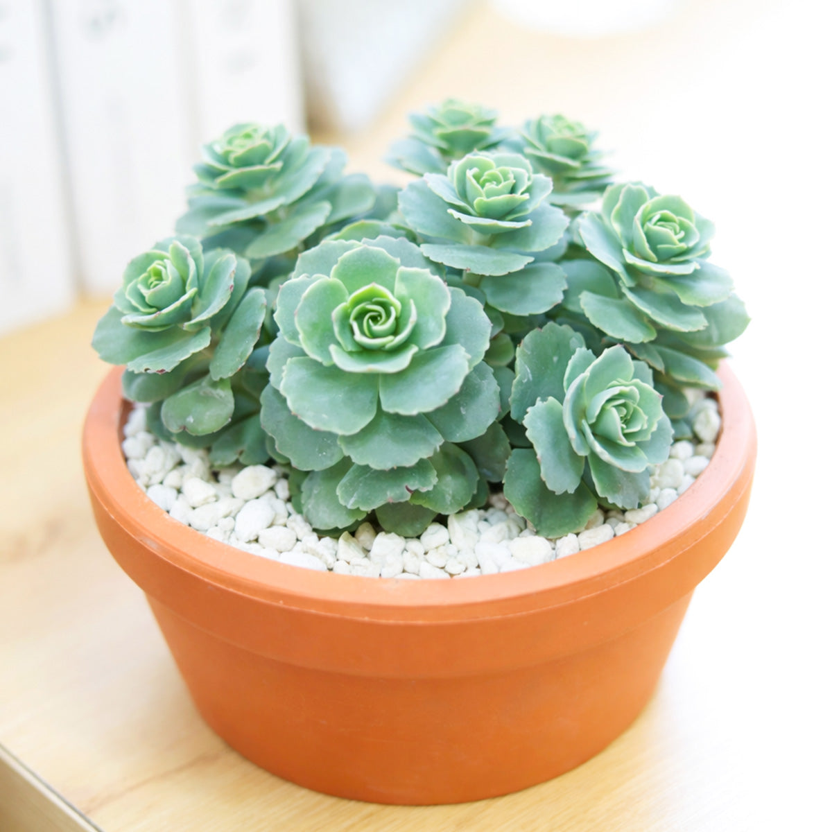 sedum succulent indoor Sedum Sieboldii Succulent