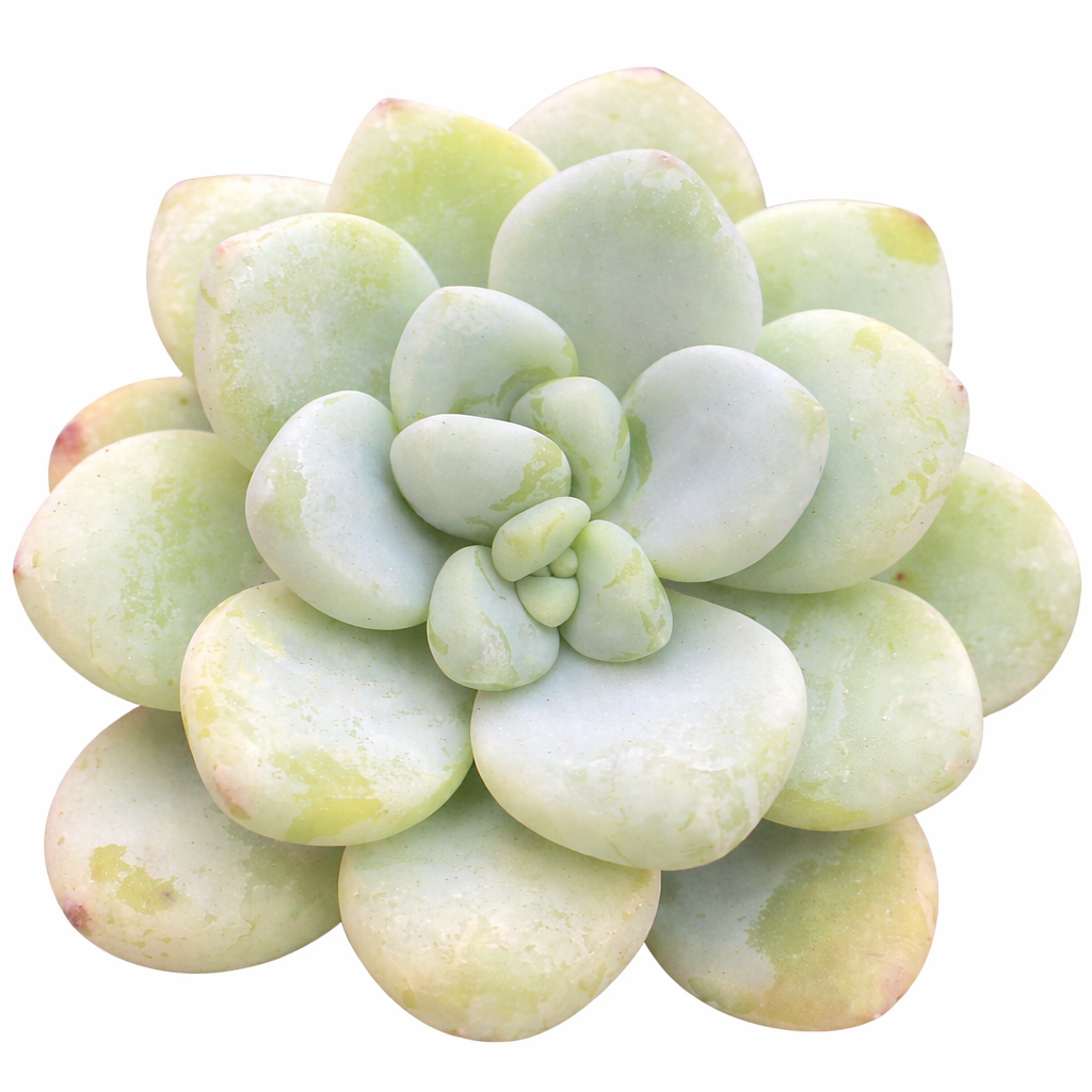 2 inch Sedum Clavatum, green succulents, indoor succulents, succulent care guide, buy succulents online