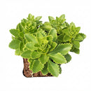 Sedum ellacombianum, green succulents in a plastic pot, indoor succulents, succulent care guide, buy succulents online