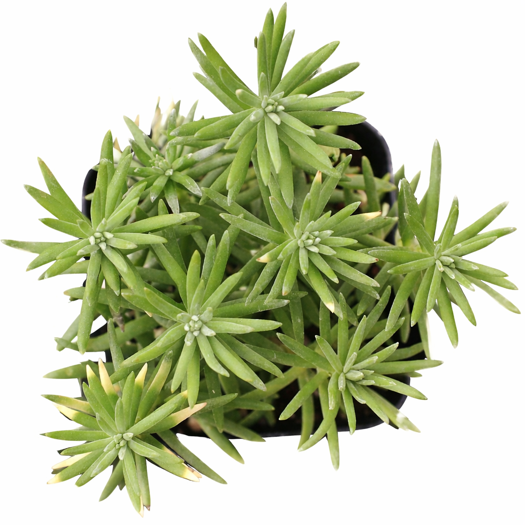 Sedum griseum in a plastic pot on a white background, green succulents, indoor succulents, succulent care guide, buy succulents online