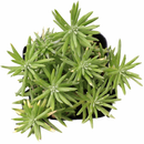 Sedum griseum in a plastic pot on a white background, green succulents, indoor succulents, succulent care guide, buy succulents online