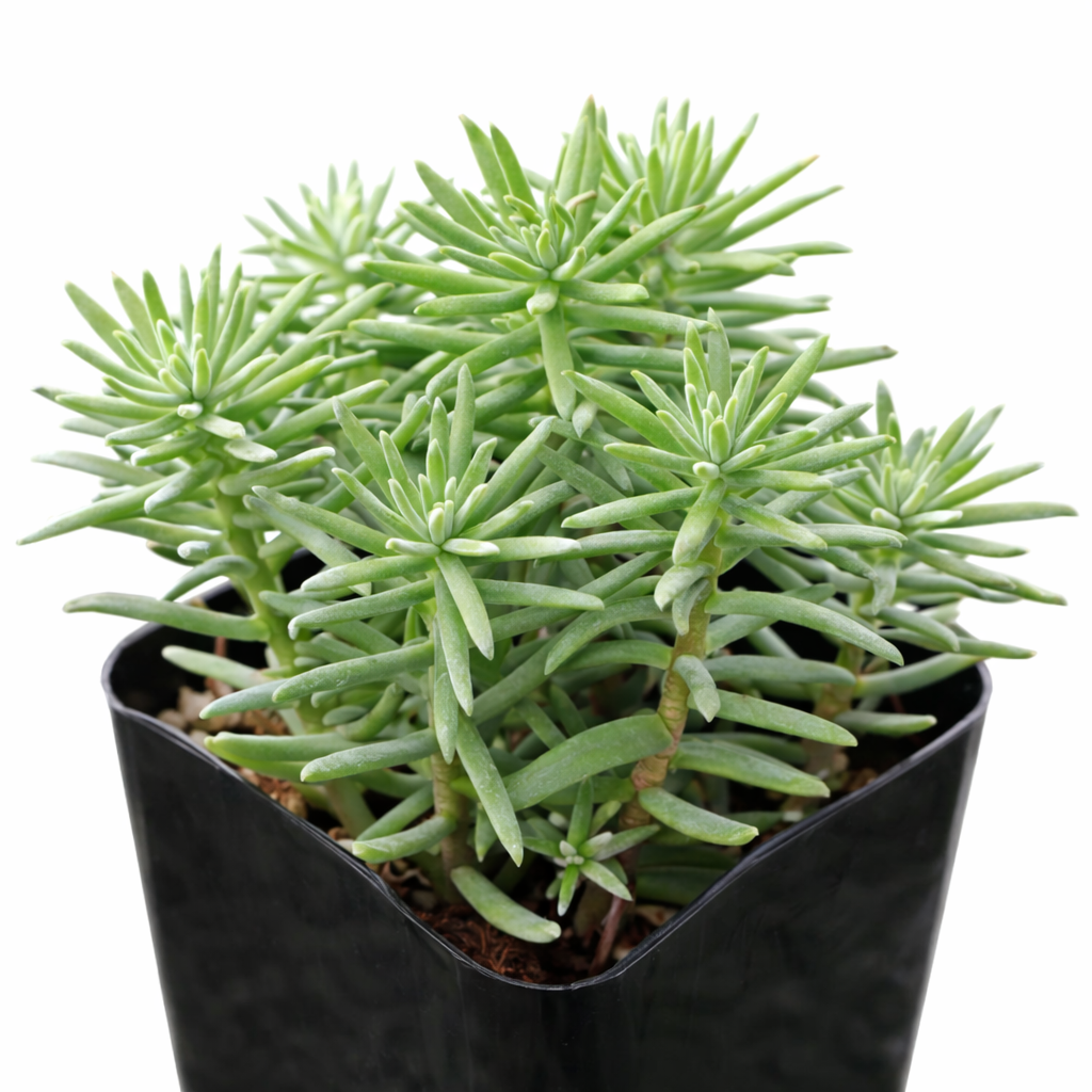 Sedum griseum in a plastic pot, green succulents, indoor succulents, succulent care guide, buy succulents online