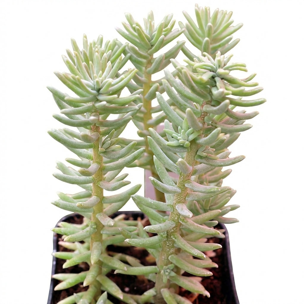 Sedum griseum, green succulents, indoor succulents, succulent care guide, buy succulents online