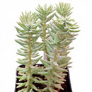Sedum griseum in a plastic pot on a white background, green succulents, indoor succulents, succulent care guide, buy succulents online