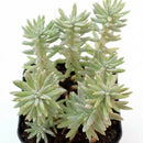 Sedum griseum in a plastic pot on a white background, green succulents, indoor succulents, succulent care guide, buy succulents online