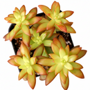 Sedum Orange Glow in black plastic pot, Sedum Orange Glow for sale, small plant for windowsill