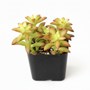 Sedum Orange Glow in black plastic pot, Sedum Orange Glow for sale, small plant for windowsill