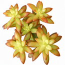 Sedum Orange Glow in black plastic pot, Sedum Orange Glow for sale, small plant for windowsill