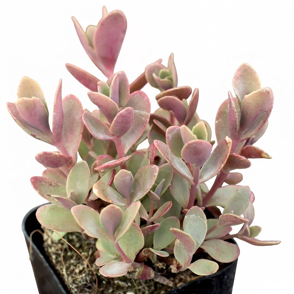 Sedum Sunsparkler 'Firecracker'