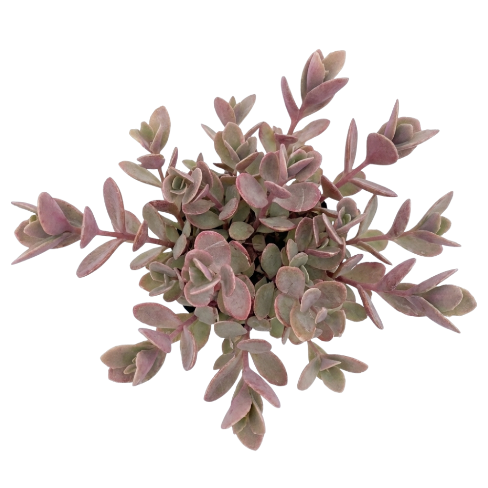 Sedum Sunsparkler 'Firecracker'