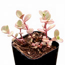 Sedum Sunsparkler 'Firecracker'