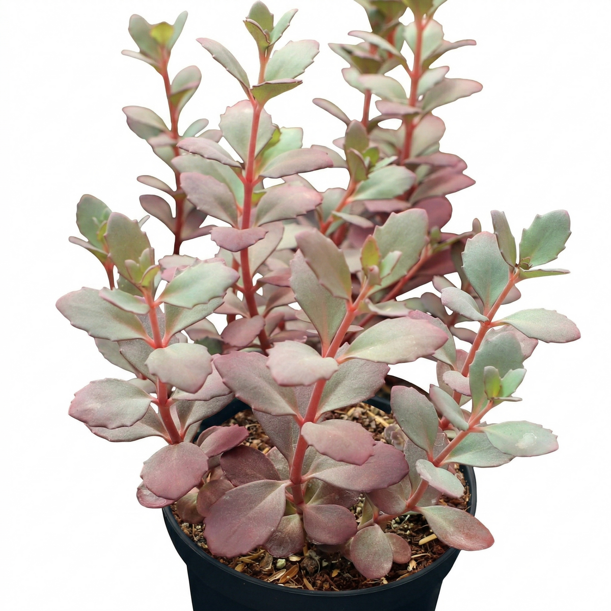 4 inch sedum sunsparkler 'plum dazzled' live succulent for sale, rich plum-purple waxy leaves with subtle two-tone green new growth, dense compact clumping form, vibrant cherry-pink flower clusters rising above foliage, virtually pest and disease free, an eye-catching statement plant for containers and borders, a thoughtful gift for succulent enthusiasts