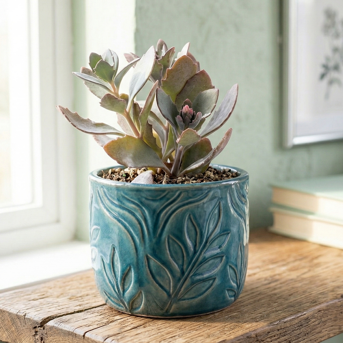 2 inch / 4 inch Sedum Plum Dazzled live plant for sale, Sedum Plum Dazzled vibrant purple foliage succulent,  Sedum Sunsparkler gift for plant lovers, hardy outdoor succulent gift plant