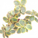 4 inch Sedum Sunsparkler 'Wildfire' in black pot, green succulents, indoor succulents, succulent care guide, buy succulents online