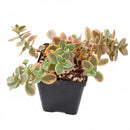 4 inch Sedum Sunsparkler 'Wildfire' in black pot, green succulents, indoor succulents, succulent care guide, buy succulents online