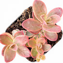 4 inch Sedum Sunsparkler 'Wildfire' in black pot, green succulents, indoor succulents, succulent care guide, buy succulents online