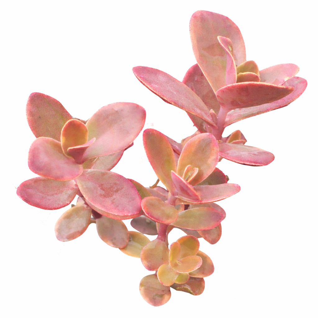 Close-up of a Sedum Sunsparkler 'Wildfire', green succulents, indoor succulents, succulent care guide, buy succulents online