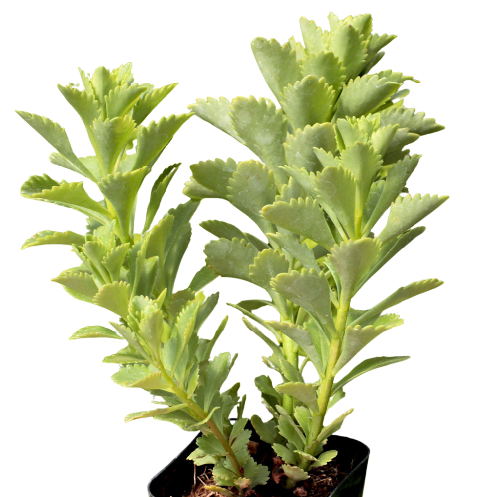 Sedum ellacombianum, green succulents in a plastic pot, indoor succulents, succulent care guide, buy succulents online