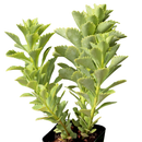 Sedum ellacombianum, green succulents in a plastic pot, indoor succulents, succulent care guide, buy succulents online