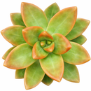 2 inch Sedum 'Golden Glow', green succulents, indoor succulents, succulent care guide, buy succulents online
