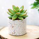 2 inch Sedum 'Golden Glow', green succulents, indoor succulents, succulent care guide, buy succulents online