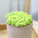 2 inch sedum japonicum 'tokyo sun' live air plant for sale, soft chartreuse foliage developing warm amber tones in optimal lighting, fine-textured spreading growth with naturally compact proportions, adapts well to direct sun or moderate low-light indoor placement, thrives with occasional rotating for even development of all growth points, charming living accent for modern homes or terrarium garden compositions, rare succulent gift for plant lovers who appreciate unique cultivar varieties