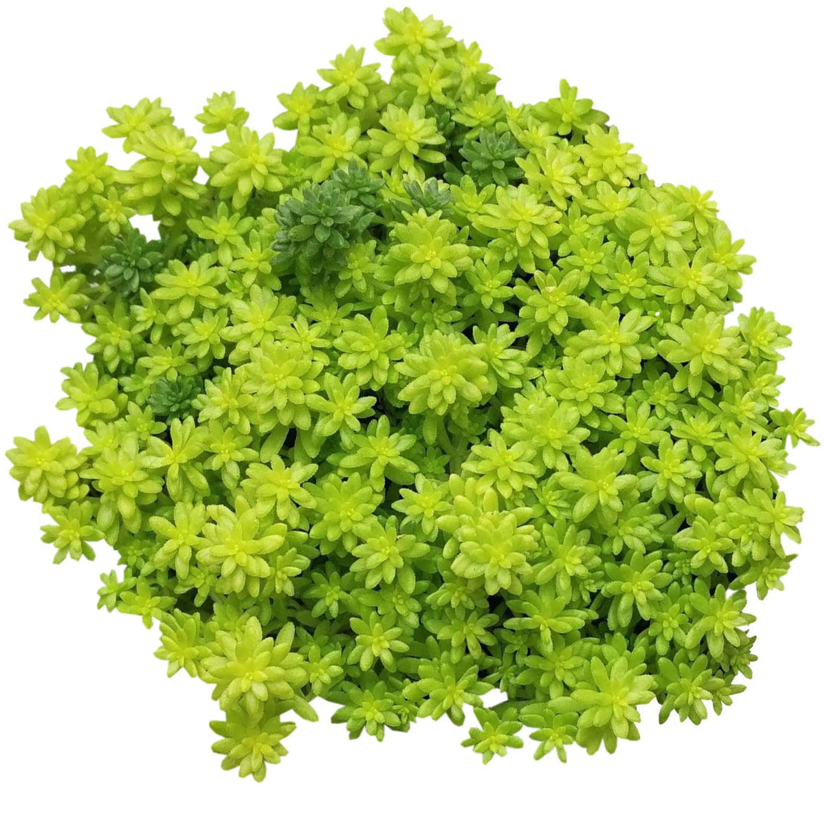2 inch sedum japonicum 'tokyo sun' live air plant for sale, cheerful lime-green to amber-toned leaves that glow in bright light, fine-textured spreading foliage with trailing potential, responds beautifully to rotating for perfectly even growth, excellent drought tolerant choice for busy plant parents, charming modern shelf accent or indoor desk plant display, rare collector plant gift for discerning gardeners