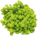2 inch sedum japonicum 'tokyo sun' live air plant for sale, soft chartreuse foliage developing warm amber tones in optimal lighting, fine-textured spreading growth with naturally compact proportions, adapts well to direct sun or moderate low-light indoor placement, thrives with occasional rotating for even development of all growth points, charming living accent for modern homes or terrarium garden compositions, rare succulent gift for plant lovers who appreciate unique cultivar varieties