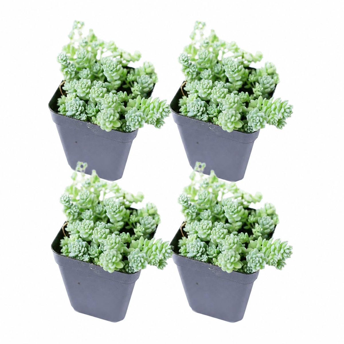 Sedum Major 4-pack live plants for sale. These low-growing succulents feature plump blue-green leaves that create dense, delicate clusters. Easy to grow, they prefer bright light, well-draining soil, and occasional watering.