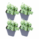 Buy an 8-pack of Sedum Major live plants online. Each plant features tiny, rounded blue-green leaves with a powdery finish and trailing growth. Easy to care for, they thrive in bright light, well-draining soil, and minimal watering.