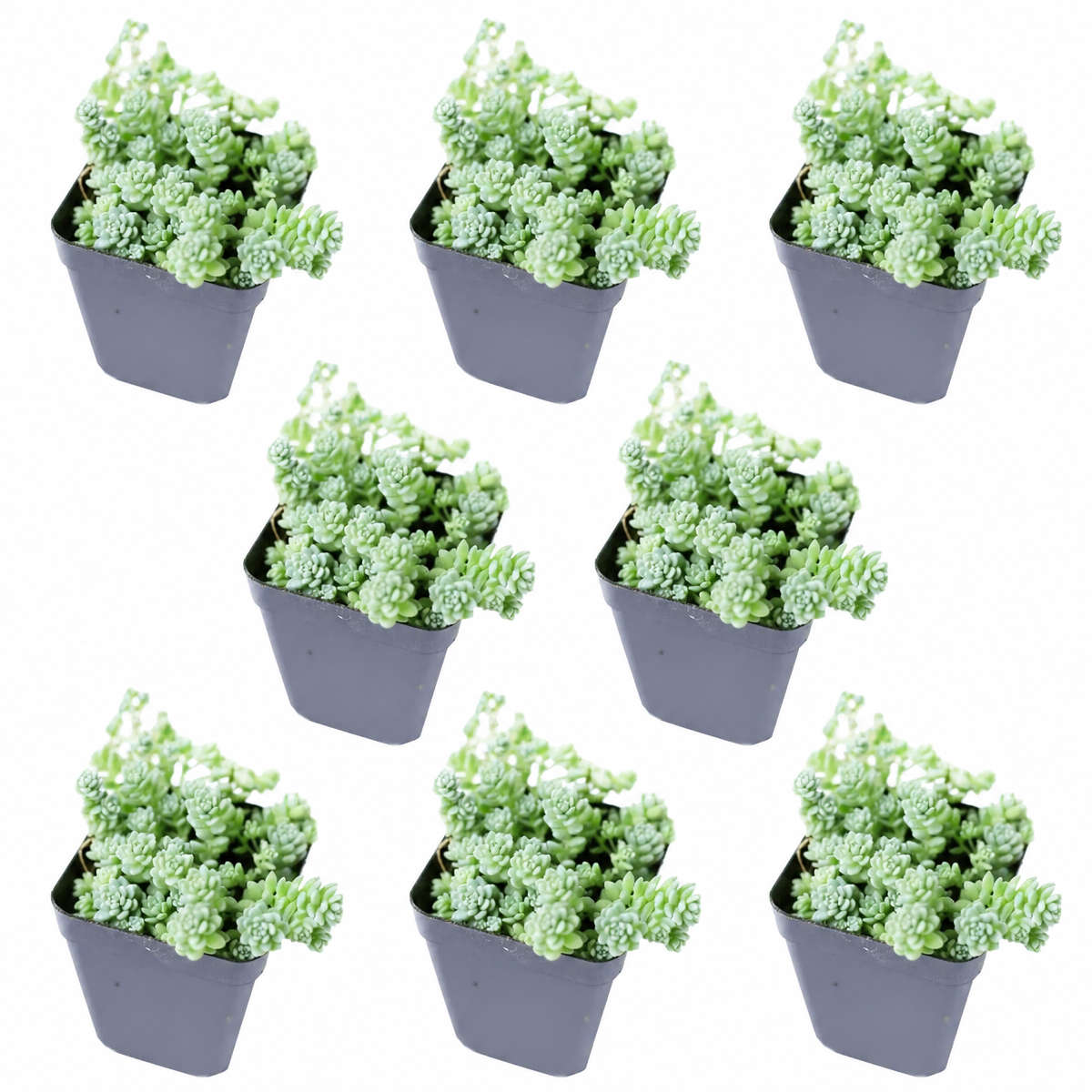 Buy an 8-pack of Sedum Major live plants online. Each plant features tiny, rounded blue-green leaves with a powdery finish and trailing growth. Easy to care for, they thrive in bright light, well-draining soil, and minimal watering.