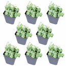 Buy an 8-pack of Sedum Major live plants online. Each plant features tiny, rounded blue-green leaves with a powdery finish and trailing growth. Easy to care for, they thrive in bright light, well-draining soil, and minimal watering.
