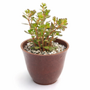 2 inch Sedum makinoi Salsa Verde succulent live plant for sale, low growing Sedum ground cover plant, bright green trailing succulent plant