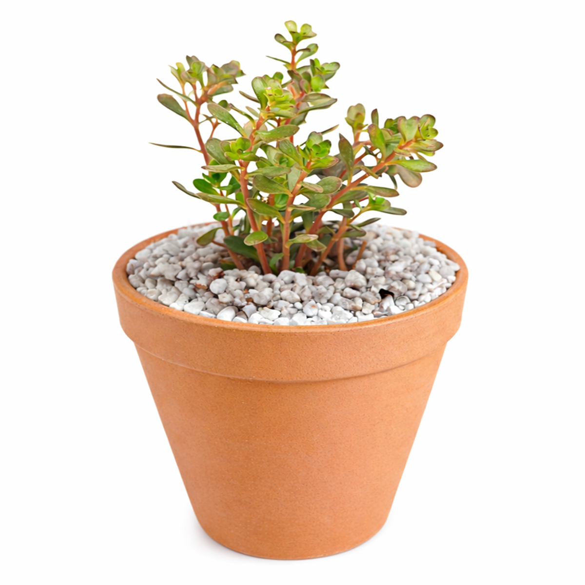 rare Sedum makinoi Salsa Verde 2 inch for sale, pet friendly outdoor succulent, vibrant green stonecrop for landscaping, colorful succulent for arrangements