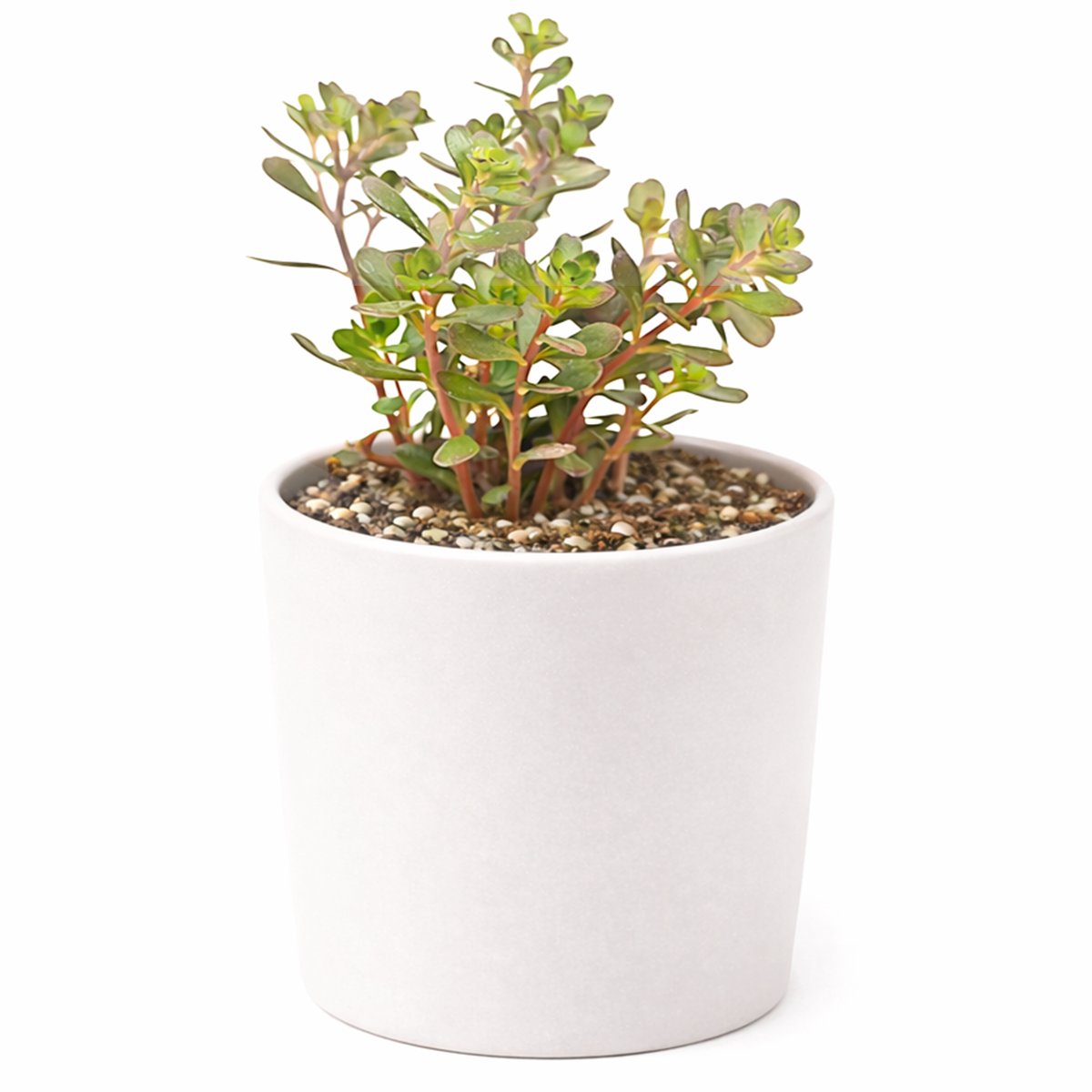 2 inch Sedum makinoi Salsa Verde succulent live plant for sale, low growing Sedum ground cover plant, bright green trailing succulent plant