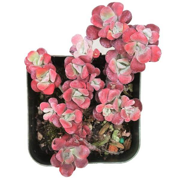 sedum spathulifolium for sale, succulents shop in California, Rare succulents, Succulents, succulent plant, succulent care guide, succulents garden, how to grow succulents, cactus, sedum spathulifolium in California, How to grow sedum spathulifolium