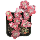 sedum spathulifolium for sale, succulents shop in California, Rare succulents, Succulents, succulent plant, succulent care guide, succulents garden, how to grow succulents, cactus, sedum spathulifolium in California, How to grow sedum spathulifolium