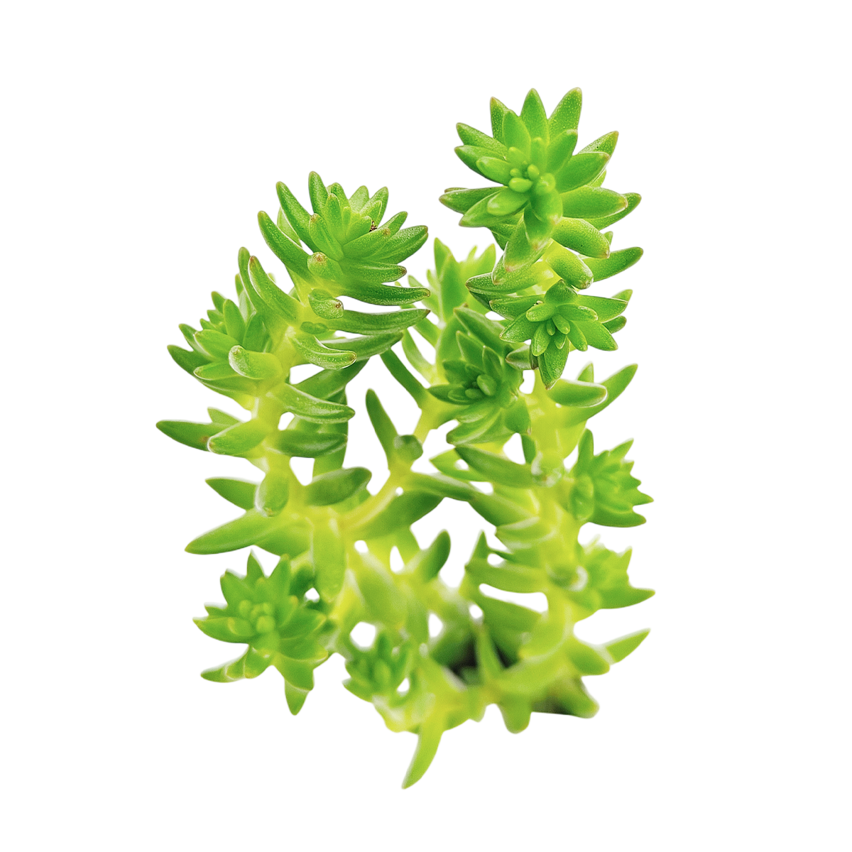 Sedum 'Spiral Staircase'