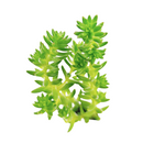 Sedum 'Spiral Staircase'