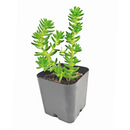 Sedum 'Spiral Staircase'