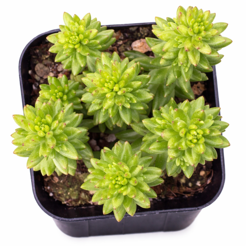 Sedum 'Spiral Staircase sale online, green succulent, succulent gift ideas