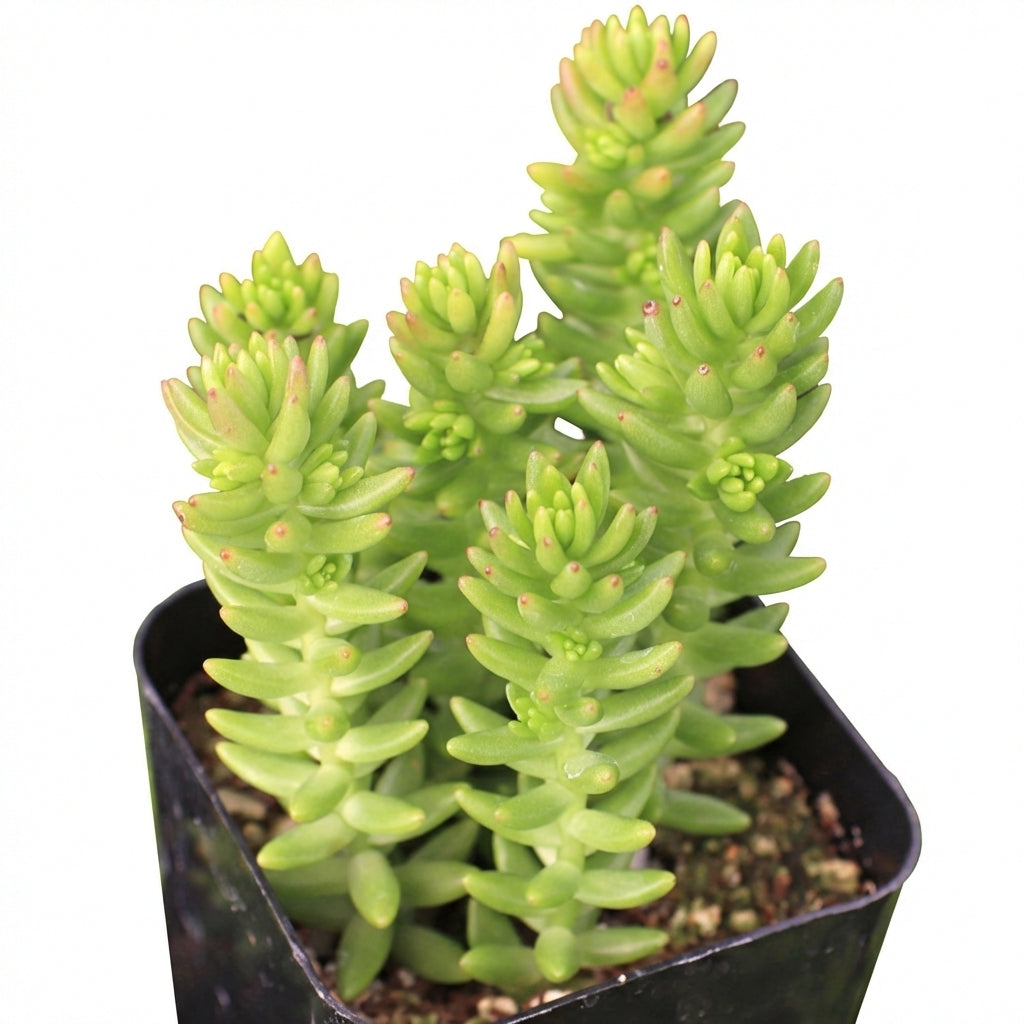 Sedum 'Spiral Staircase' in California, How to grow Sedum 'Spiral Staircase', rare succulents, rare succulents for sale, unique succulents