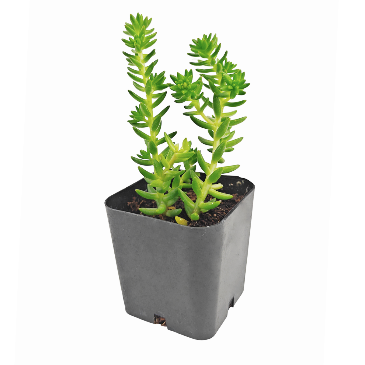 Sedum 'Spiral Staircase'