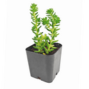 Sedum 'Spiral Staircase'