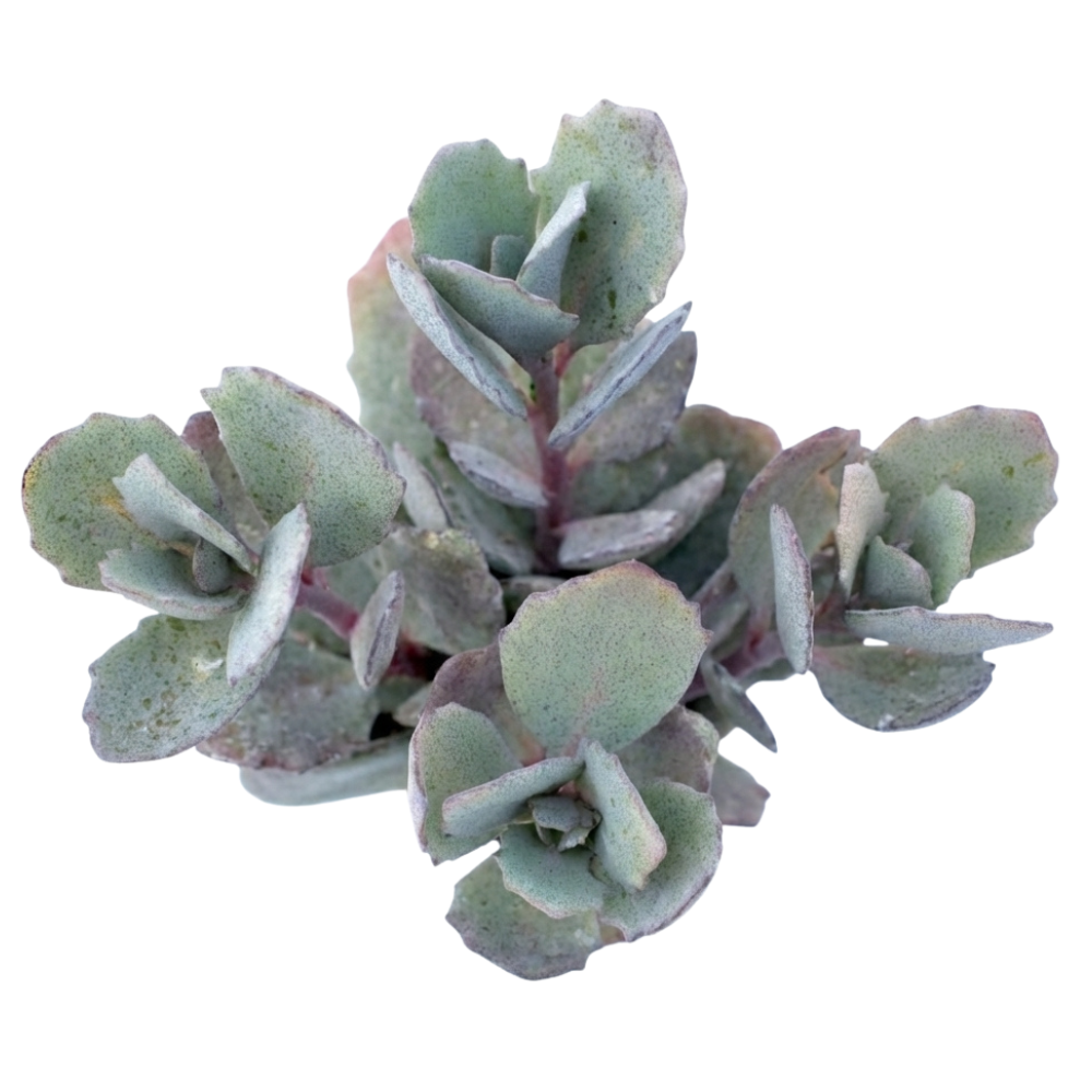 Close-up of a Sedum Sunsparkler Dazzleberry, green succulents, indoor succulents, succulent care guide, buy succulents online
