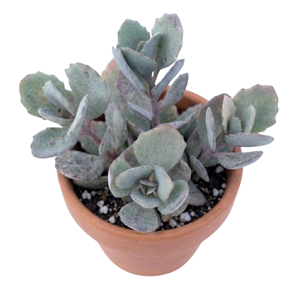 2 inch/4 inch Potted Sedum Sunsparkler Dazzleberry in a clay pot, green succulents, indoor succulents, succulent care guide, buy succulents online