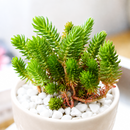 Custom plant pot with personalized image, personalized flower pot with live plant, custom photo plant pot, personalized planter with plant of your choice, custom printed ceramic planter, personalized succulent pot, custom image flower pot gift, custom photo planter for houseplants
