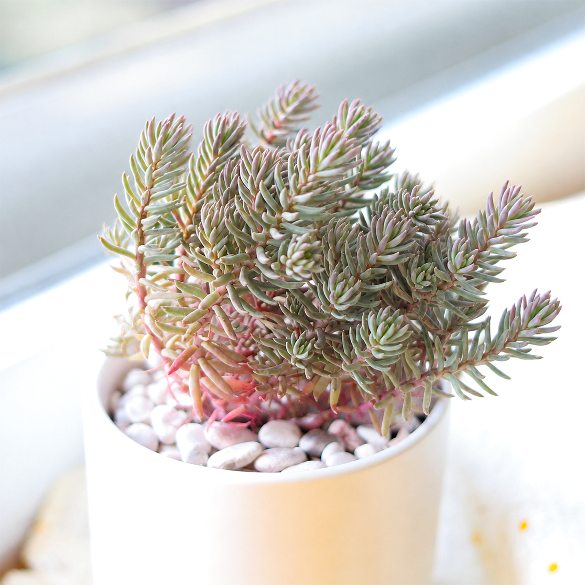 Buy Tight &amp; Tidy – Sedum 'Pink Angelina' live plant online. This colorful succulent features soft pink and green needle-like foliage that forms a dense, compact mat, making it perfect for containers and rock gardens. Easy to care for, it thrives in bright light, well-draining soil, and requires only occasional watering.