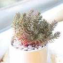 Custom plant pot with personalized image, personalized flower pot with live plant, custom photo plant pot, personalized planter with plant of your choice, custom printed ceramic planter, personalized succulent pot, custom image flower pot gift, custom photo planter for houseplants
